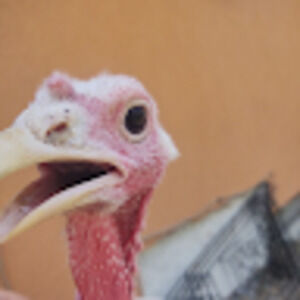 Meet your Posher, Joe